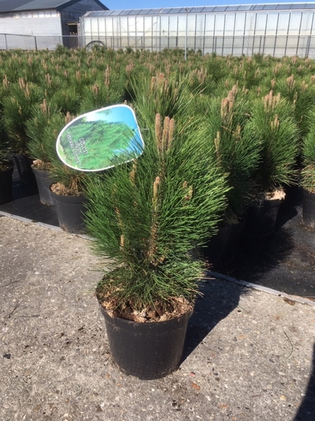 Pinus nigra 'Green Tower' - C7.5 30-40 CM